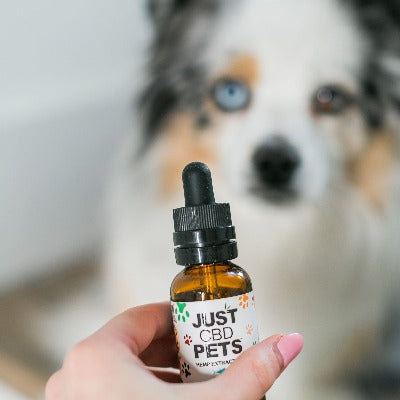 100mg - 500mg CBD Oil for Dogs | 30ml | Beef Flavored