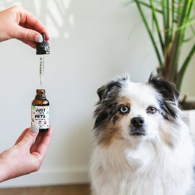 100mg - 500mg CBD Oil for Dogs | 30ml | Bacon Flavored